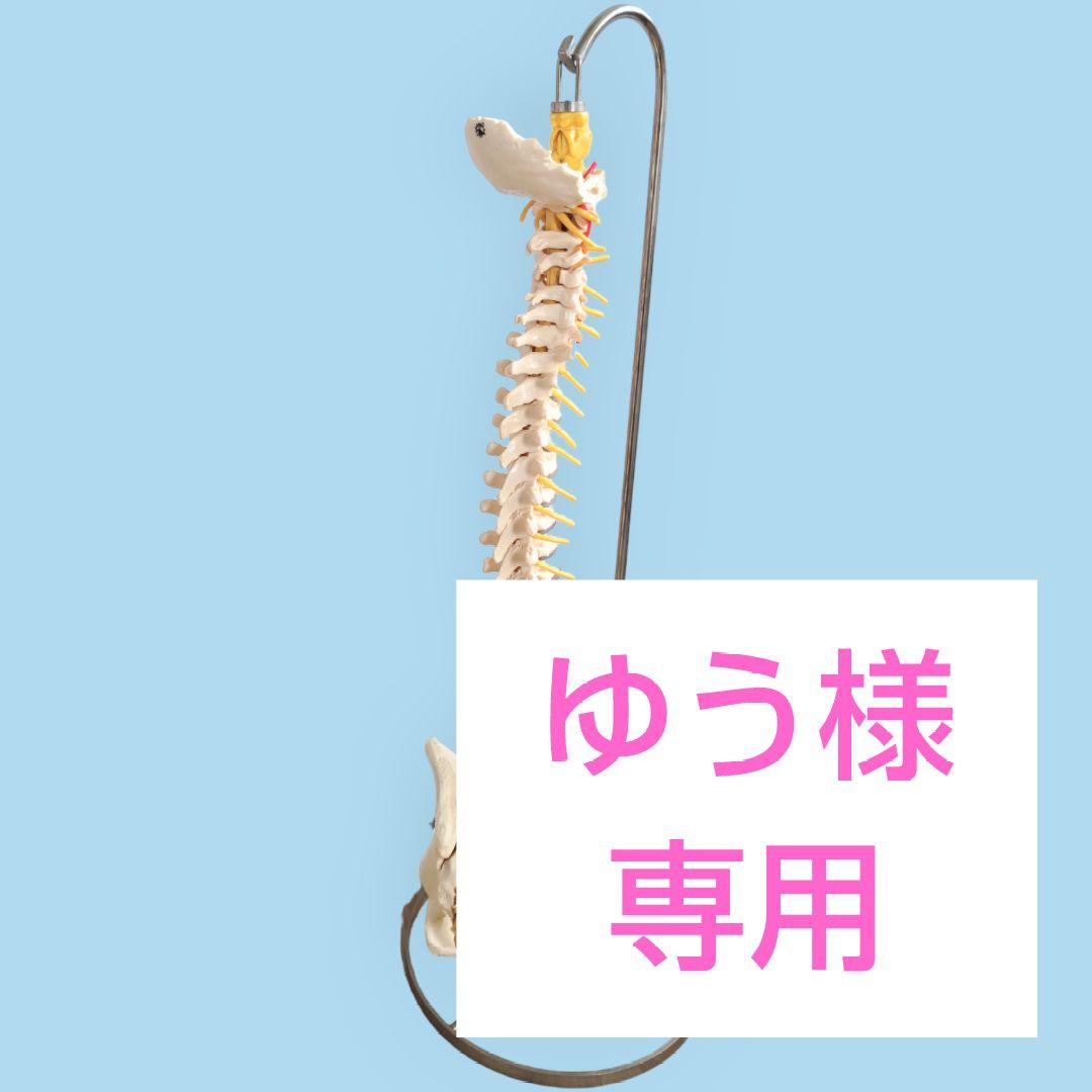 2025新入荷 美品 SOMSO社 脊椎骨格模型 日本カイロプラクティック連合会推奨 人体模型