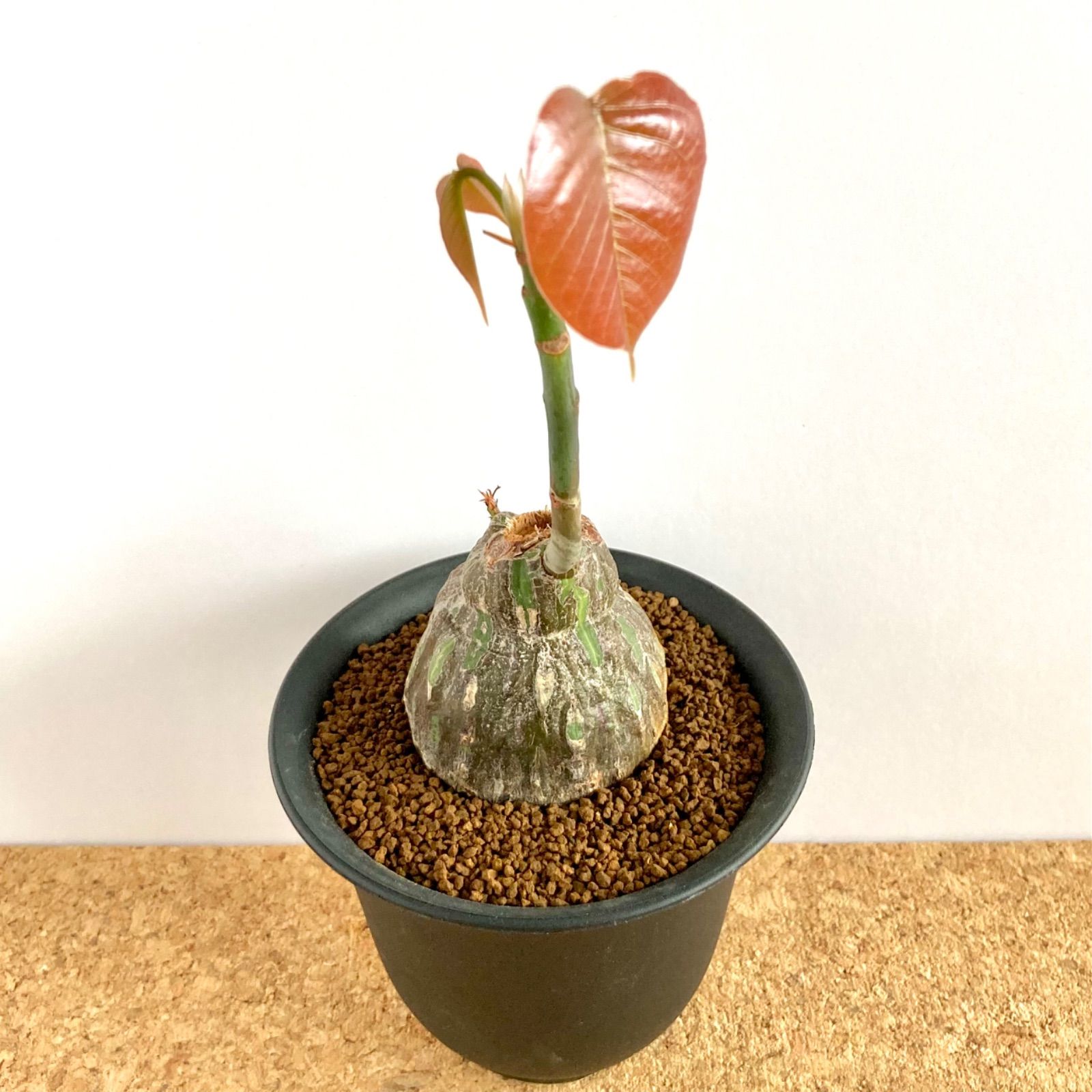 プセウドボンバックス エリプティクム / 競り 多肉植物 観葉植物