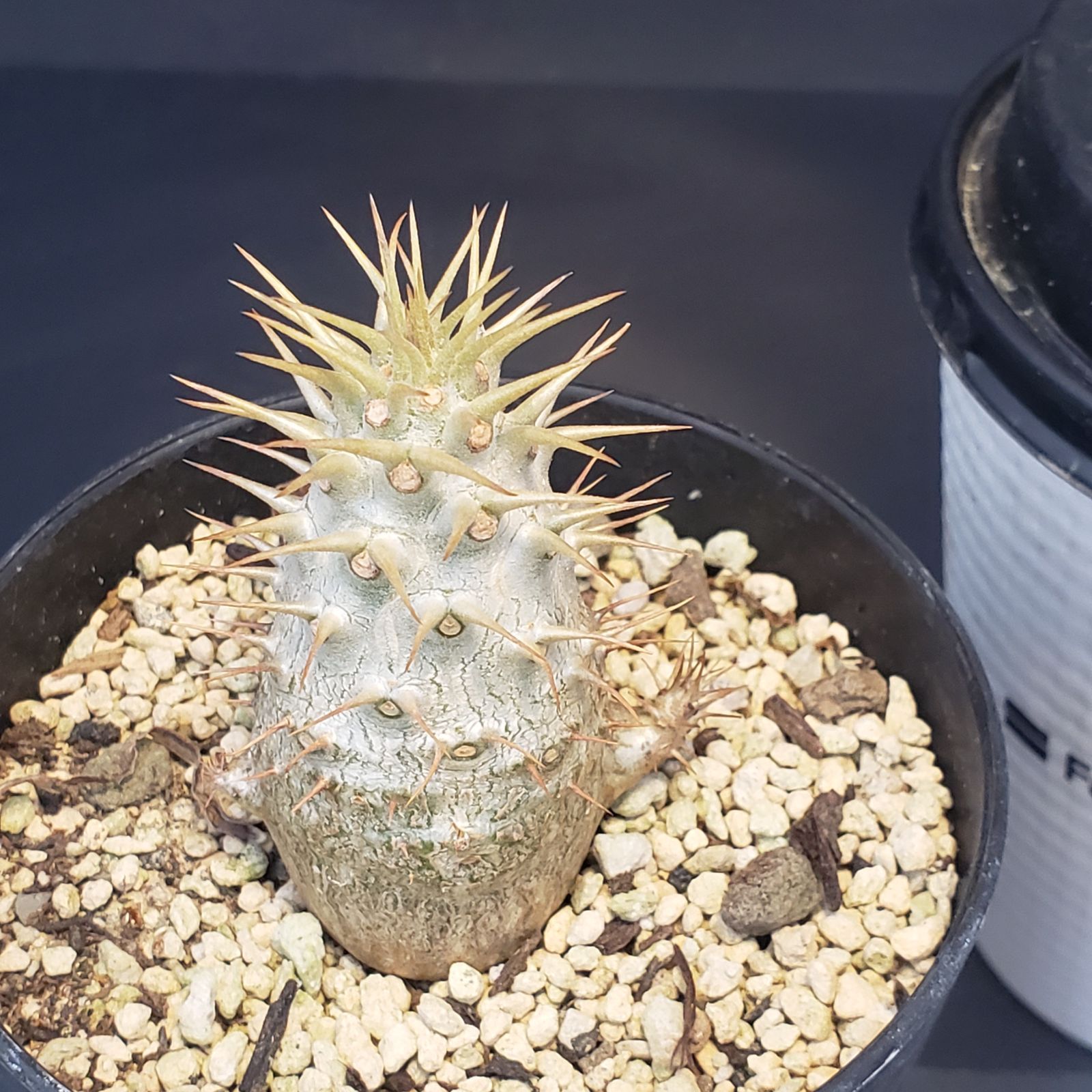 パキポディウム・グラキリス】塊根植物好きを魅了する、その秘密
