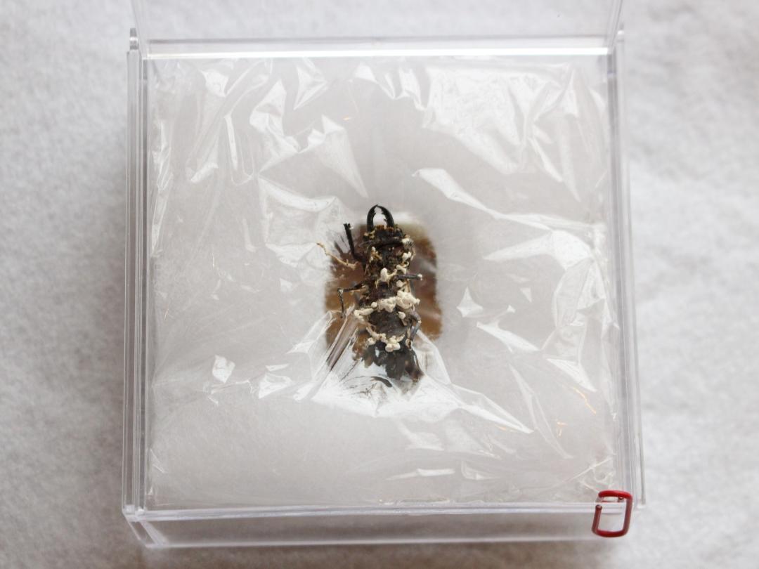 冬虫夏草等の標本 （日本初のゴキブリに寄生する冬虫夏草の新種