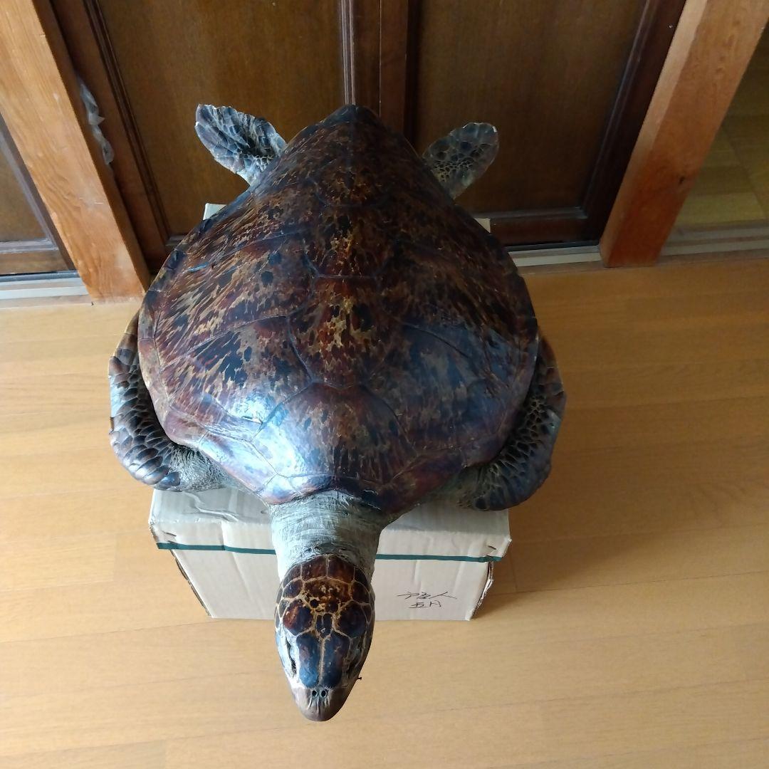 アオウミガメ剥製 アオウミガメ剥製〔国際希少動植物登録票付き〕 - メルカリ