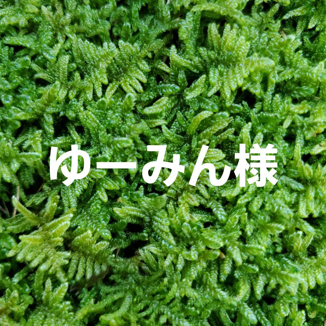 く日はお得♪ 天然苔 上質 ハイゴケ 8トレー （コケ（苔）：ハイゴケ（這苔 苔玉・苔
