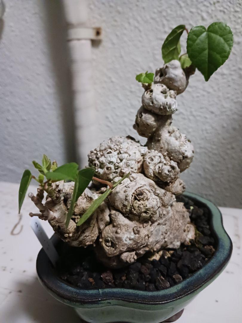 珍形　荒れ肌イボイボ　オオハマボウ　ガジュマル×2 珍形 荒れ肌イボイボ オオハマボウ ガジュマル