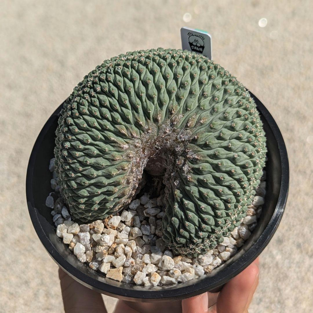 菊水　せっか　鉢ごと発送 丸鉢つきPトラップ