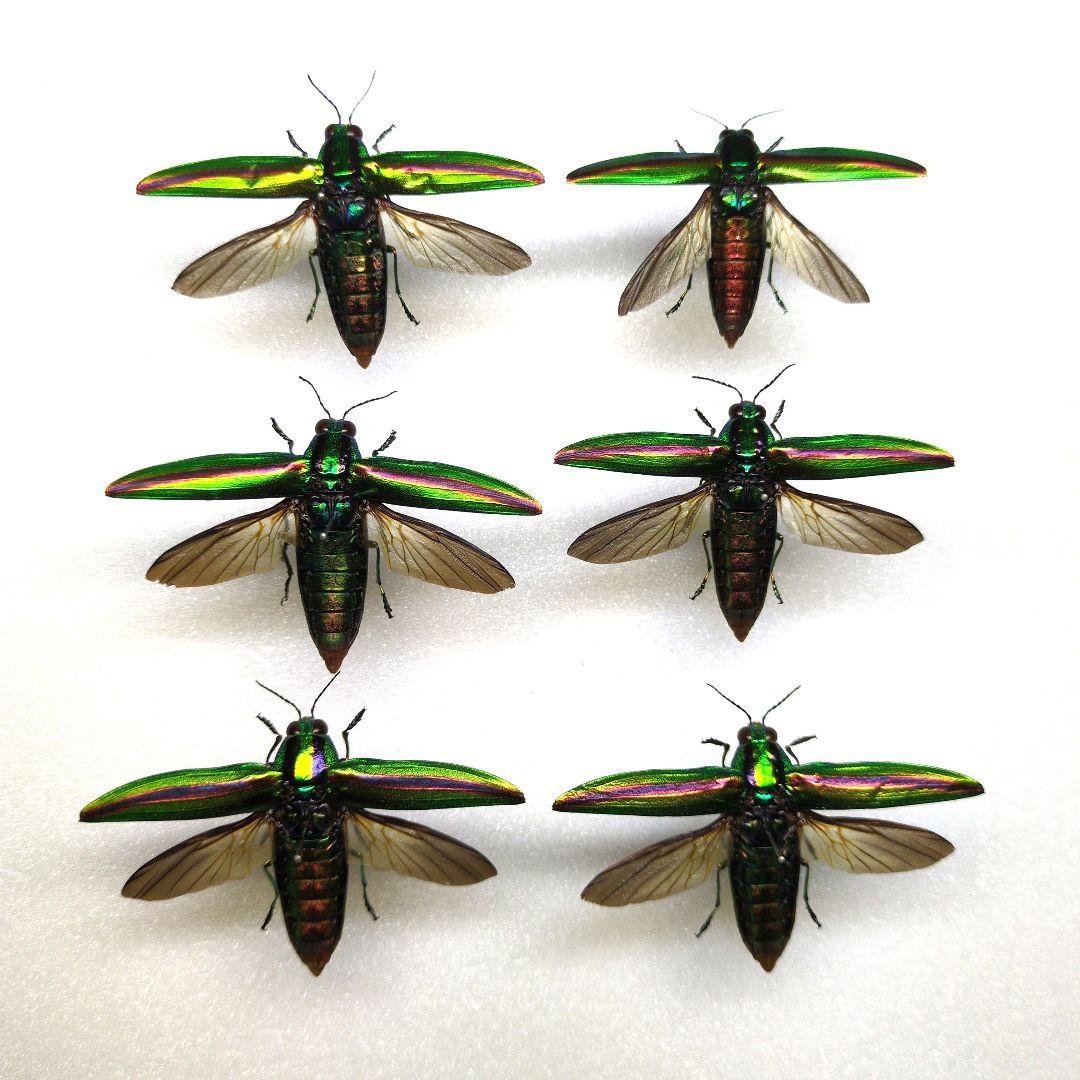 昆虫標本 ヤマトタマムシ 6♂ （昆虫標本 ヤマトタマムシ 6