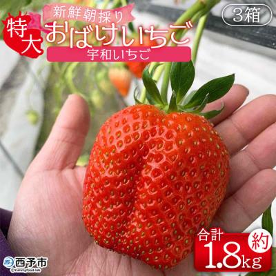期間限定‼️超特大‼️ 新鮮朝採りいちご 楽天市場】【ふるさと納税】 限定 定期便 いちご イチゴ とち