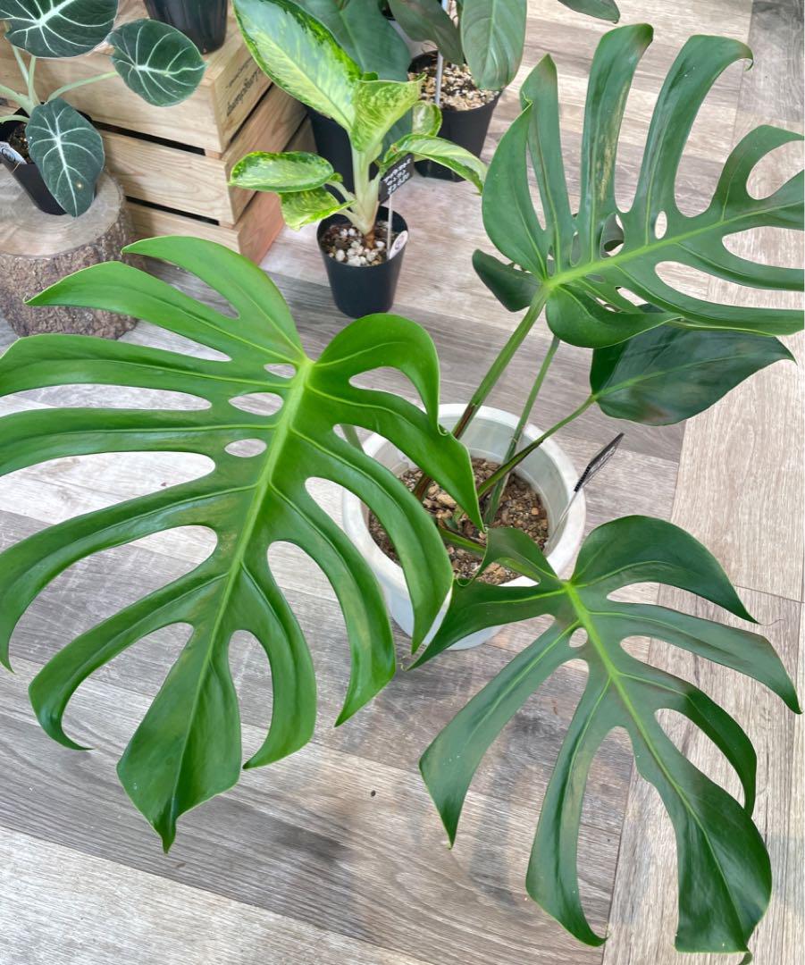 希少レア モンステラ スケルトン 観葉植物 （モンステラ
