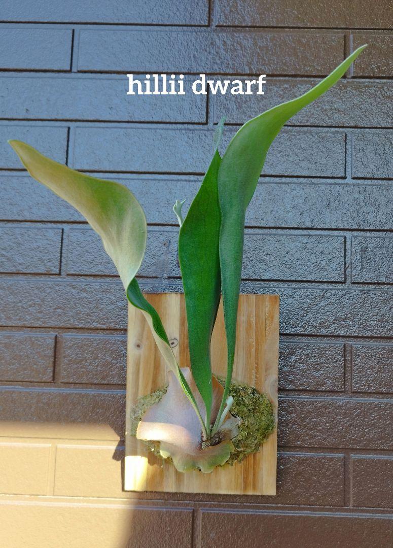 hillii dwarf (oc) 株分　ビカクシダ ビカクシダ vandaka plants | P. hillii dwarf 立葉のヒリー