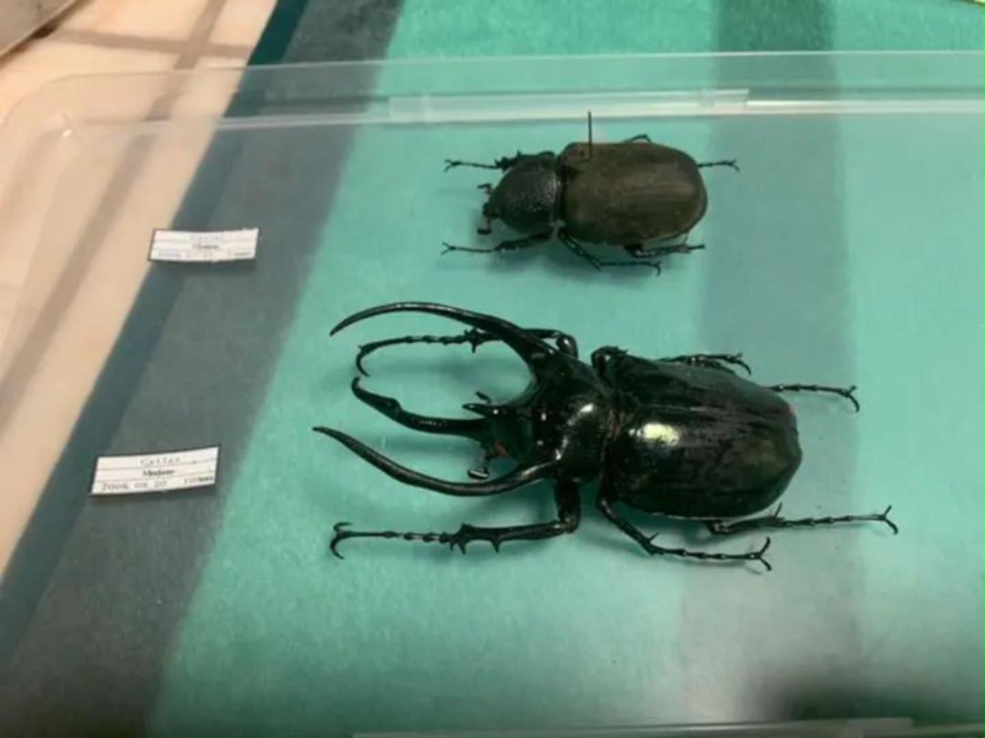 アトラスオオカブト　昆虫標本　雄雌セット アトラスオオカブト昆虫標本雄雌セット