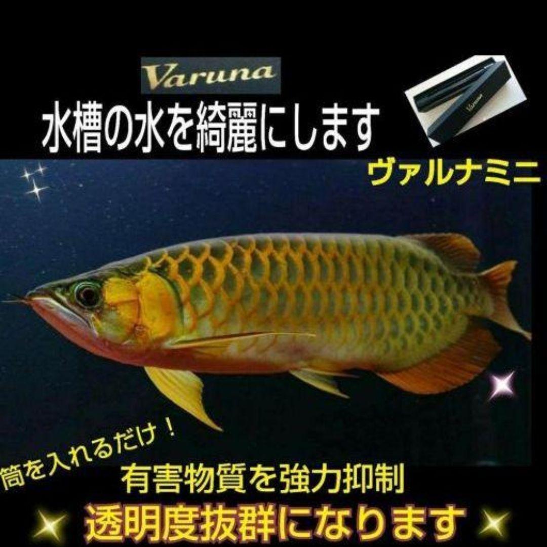アロワナ飼育者絶賛！水槽の透明度抜群に！ヴァルナミニ 有害
