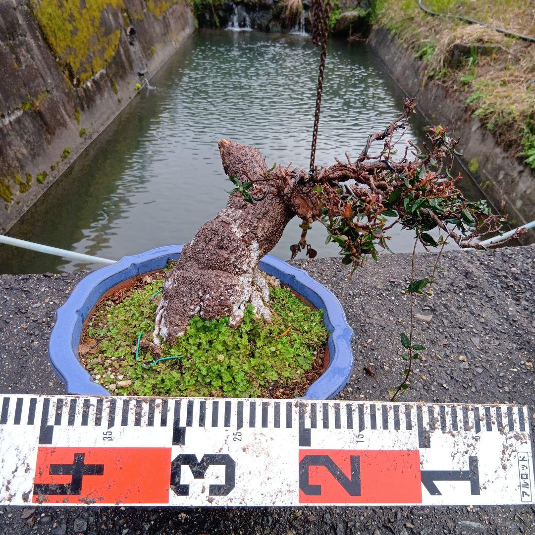縮緬カズラ（鹿に葉を食べらた古木）かなり太い 縮緬カズラ（鹿に葉を食べらた古木）かなり太い （チリメン