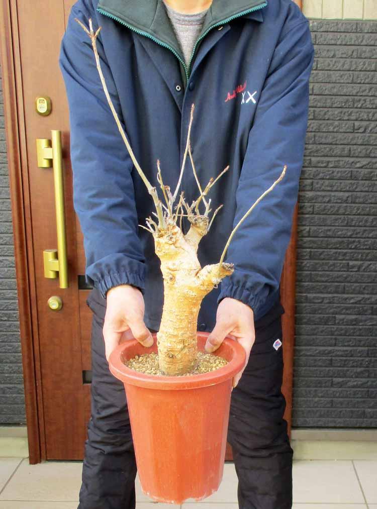 【現品】発根済　大株　バオバブの木　バオバブ・ディギタータ　7号鉢　T56番 現品】発根済 大株 バオバブの木 バオバブ・ディギタータ 7号鉢