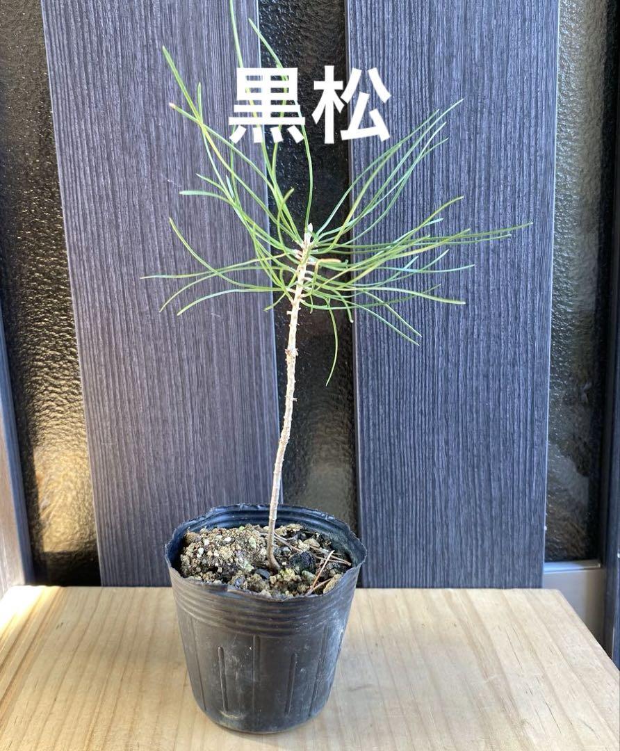 盆栽素材 黒松5年苗 Z 盆栽素材 黒松5年苗 Z
