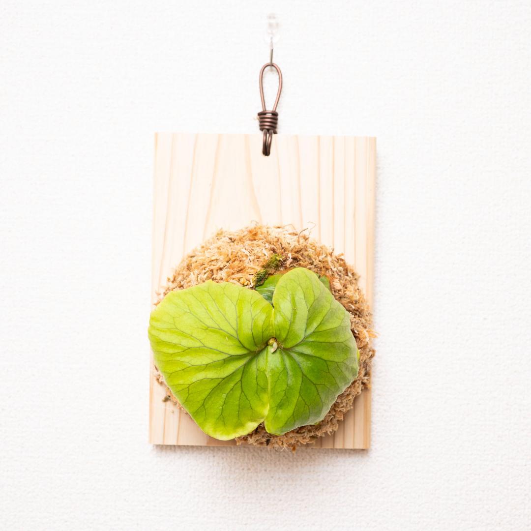 ビカクシダ リドレイ 細葉 板付け （リドレイの板付をする