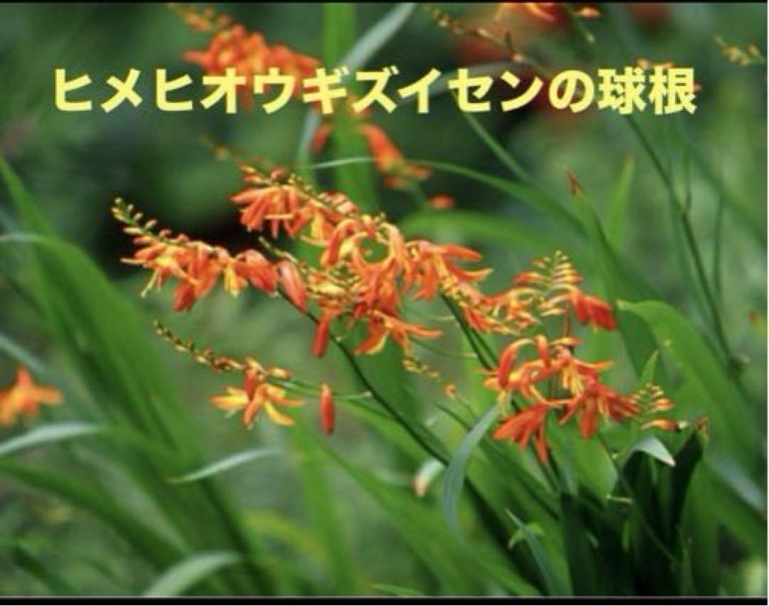 ヒメヒオウギズイセン（姫檜扇水仙）の球根 （少し嫌われてます