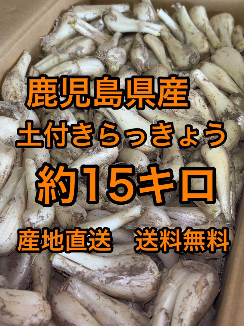鹿児島県産　土付きらっきょう　約10キロ　p 鹿児島県産 土付きらっきょう 約10キロ p