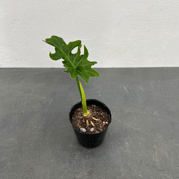 観葉植物/フィロデンドロン：セローム根上がり 3号ポット