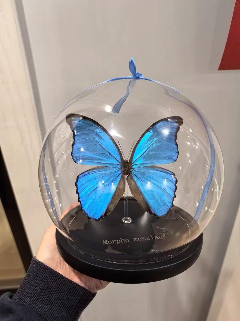 Morpho meneraus　メネラウスモルフォ　標本　ケース付き 蝶 標本 アクリルケース入り Morpho meneraus メネラウス
