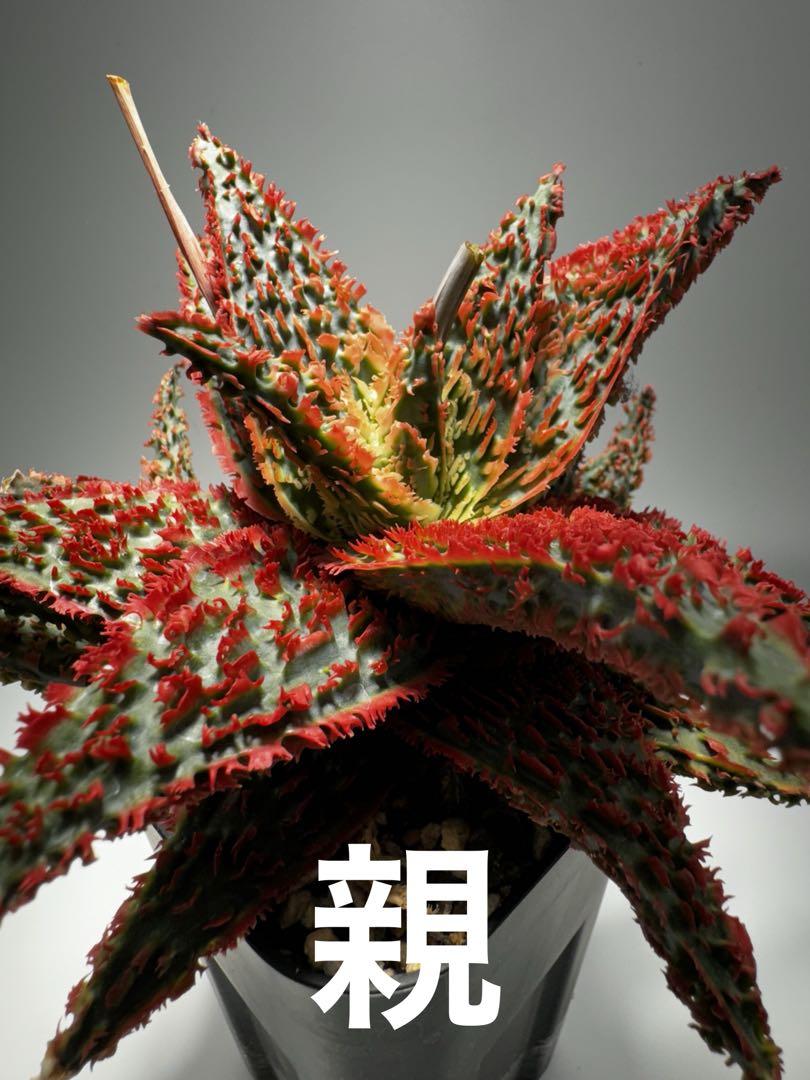 Aloe hybrid アロエ ハイブリッド 子株 第四種（Babyleaf Plants