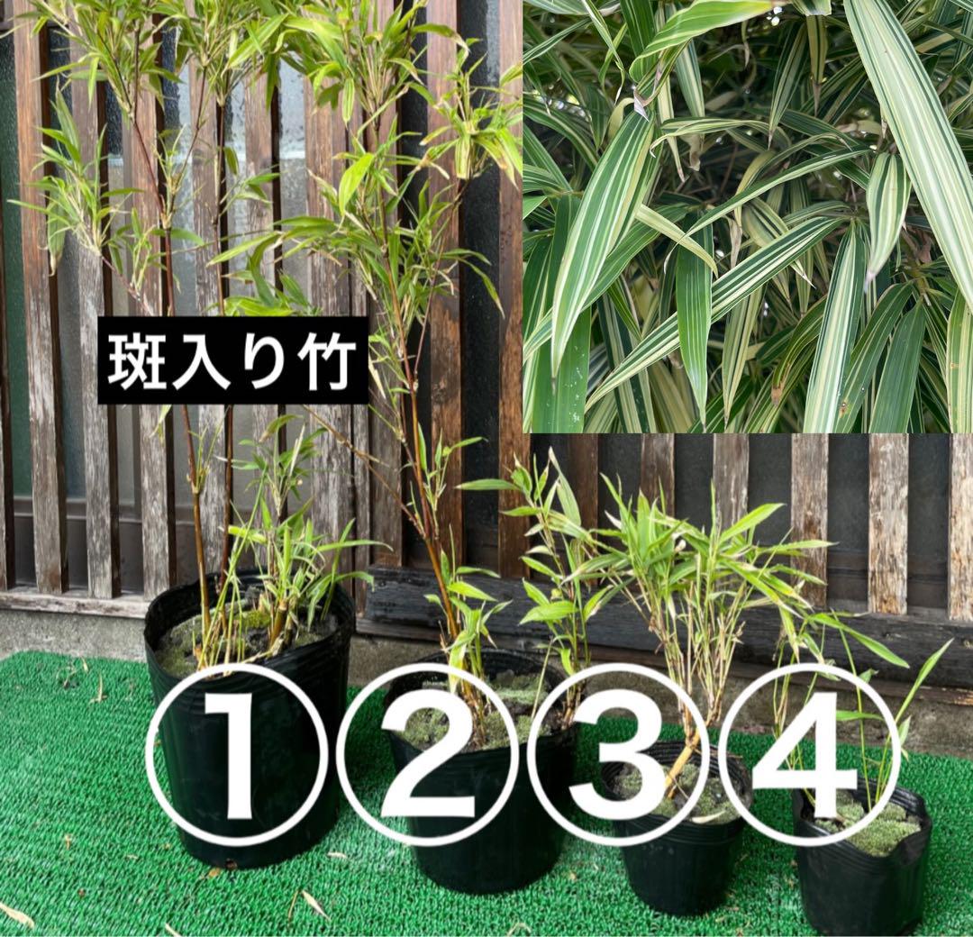 斑入り大名竹① （斑入り大名竹（縞大名竹） | 打出農園）