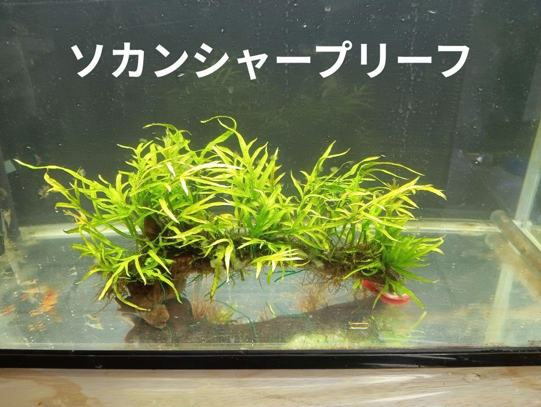 ミクロソリウムsp.ソカン シャープリーフ流木活着② （シダ流木