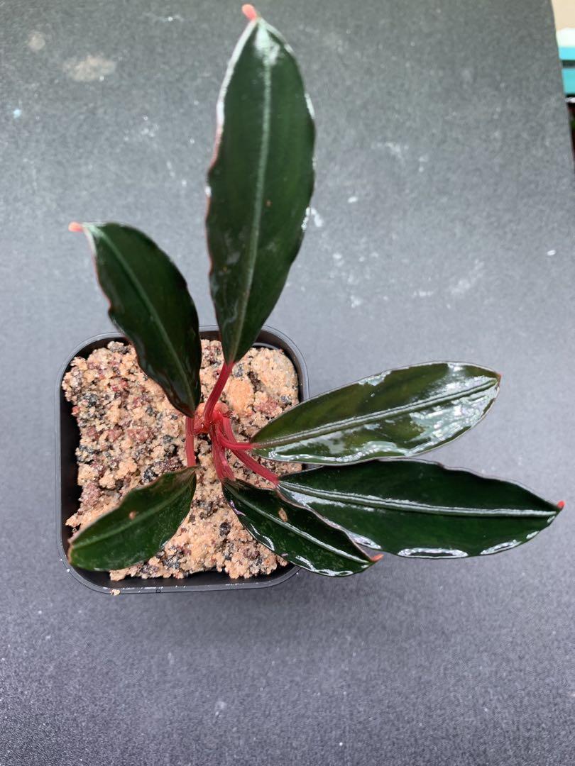 Bucephalandra sp. Red Under（Dennerle Plants Bucephalandra
