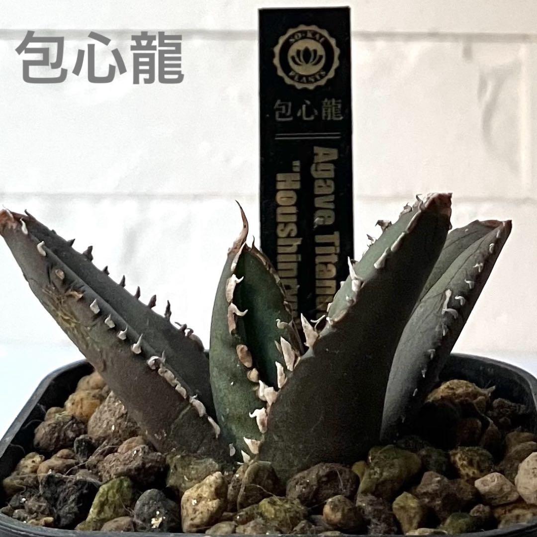 アガベ　チタノタ　オテロイ　包心龍　超コンパクト　2 アガベ チタノタ 包心龍 LIZE血統 | YT_PLANTS_IZUMI