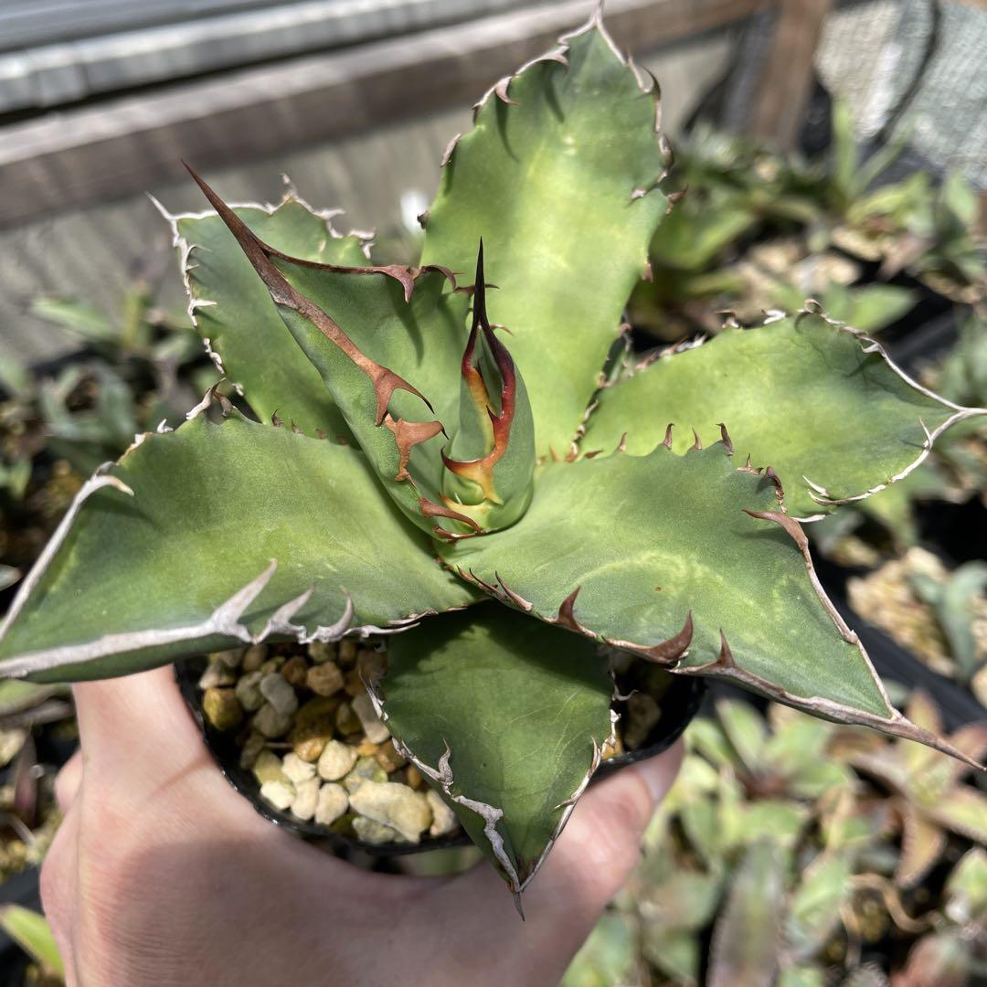 オテロイ　実生 アガベ オテロイ 実生株 Agave oteroi seeding 042 | Sunny
