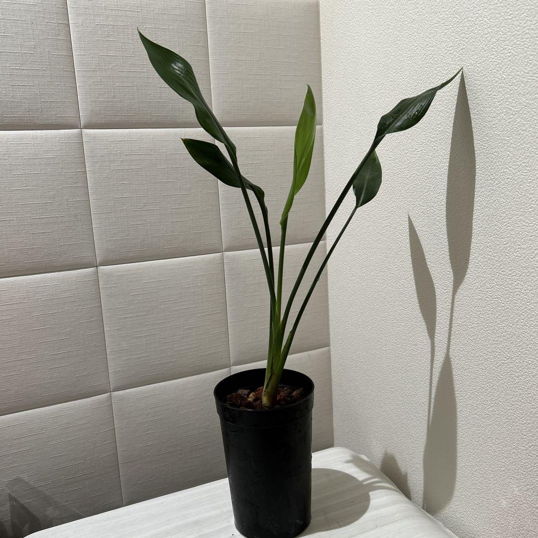 ストレチア ユンケア ノンリーフ 観葉植物（ストレリチア
