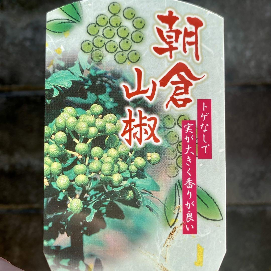 花山椒500g【朝倉山椒あすかの露】 山椒 苗 朝倉山椒（朝倉サンショウ） （実山椒アサクラサン