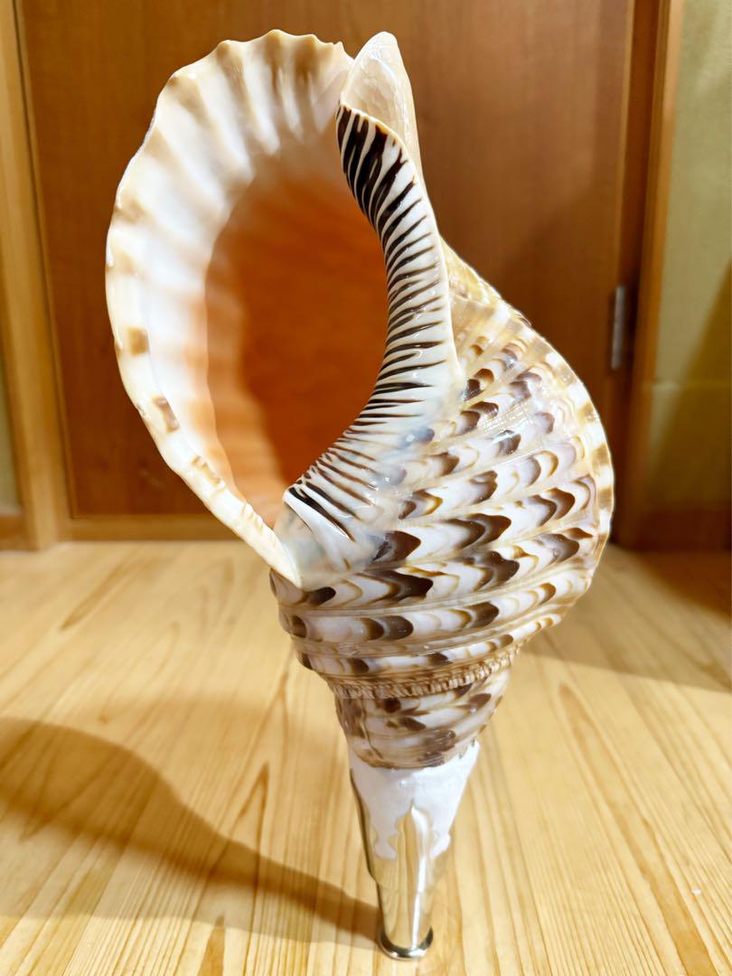 特大40㎝修験道法螺貝 山伏 ほら貝、ホラガイ　木製歌口 特大40㎝修験道法螺貝 山伏 ほら貝、ホラガイ 木製歌口