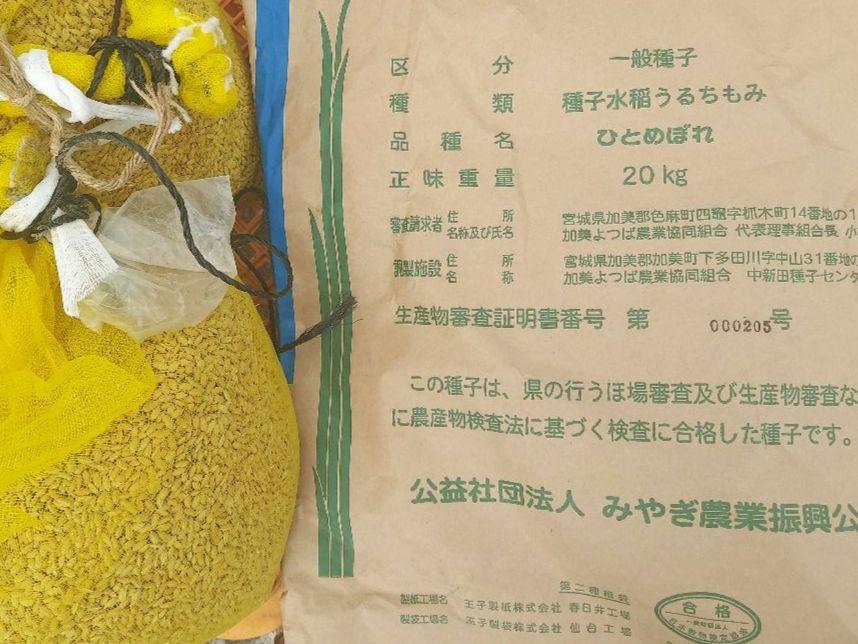 種子水稲うるち米　ひとめぼれ　種もみ　5kg 種子水稲うるち米 ひとめぼれ 種もみ 5kg （楽天市場