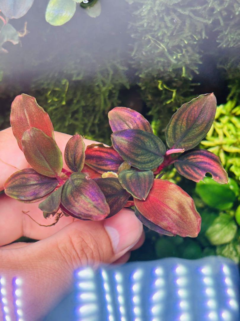 Bucephalandra sp. Mukaka 群生株 Yahoo!オークション - Bucephalandra sp. Mukok Black 水上株 赤