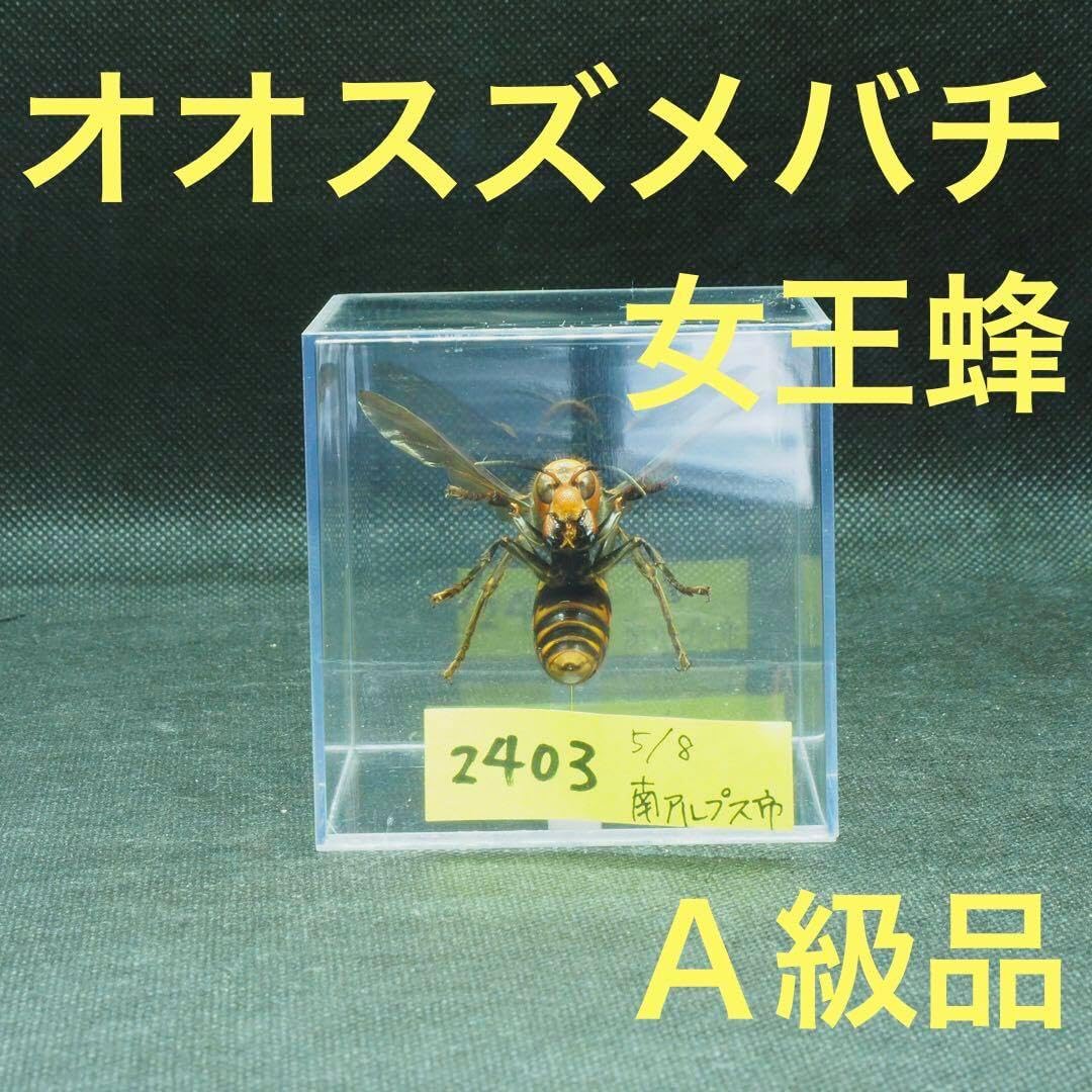 オオスズメバチ 女王蜂 立体標本2403 <1215z昆虫標本