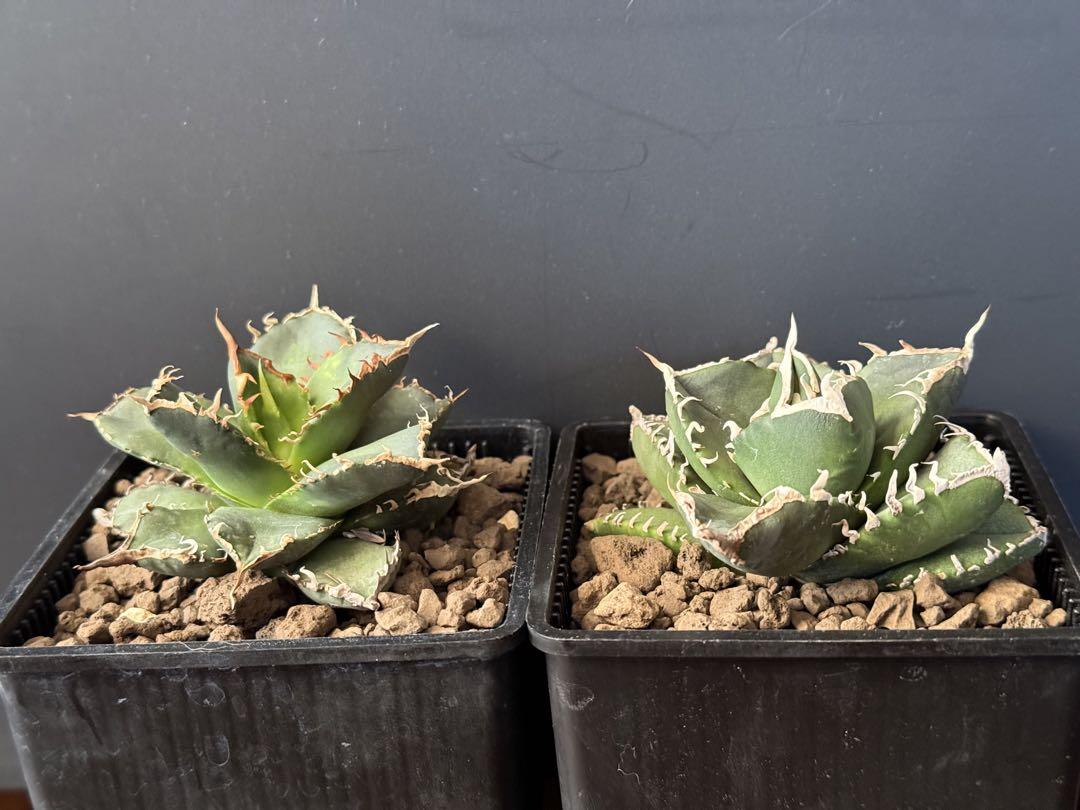 ゆーす‼️写真現物　SAD アガベチタノタ 現物販売】アガベチタノタAgave titanota SAD - メルカリ