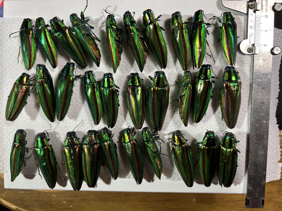 タマムシ玉虫美しい緑色と金色の光沢の昆虫標本 約30匹 （虹色