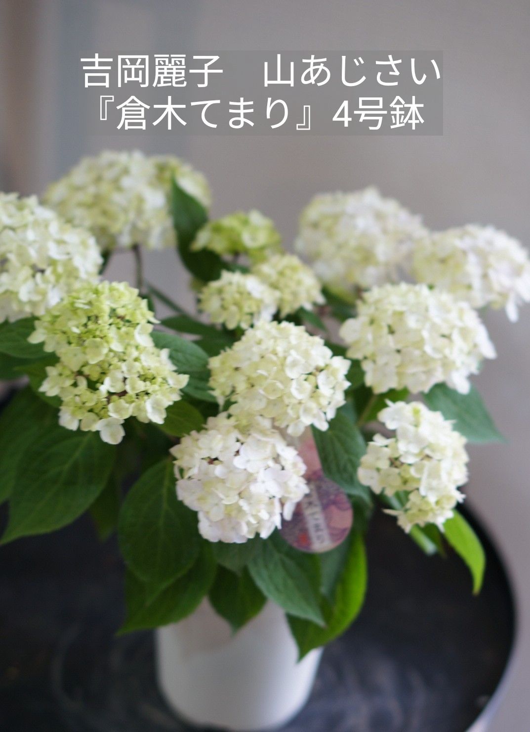 吉岡麗子 山あじさい『倉木てまり』4号鉢 （楽天市場】吉岡麗子