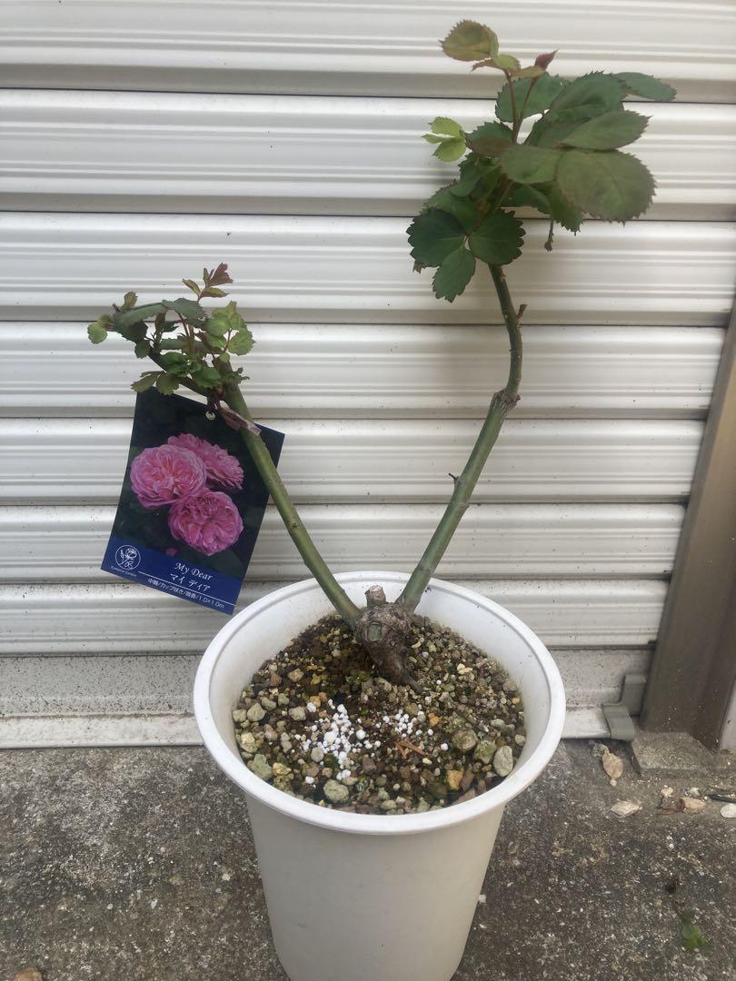 薔薇苗 （バラ苗予約取扱い一覧表 - バラ苗予約特集