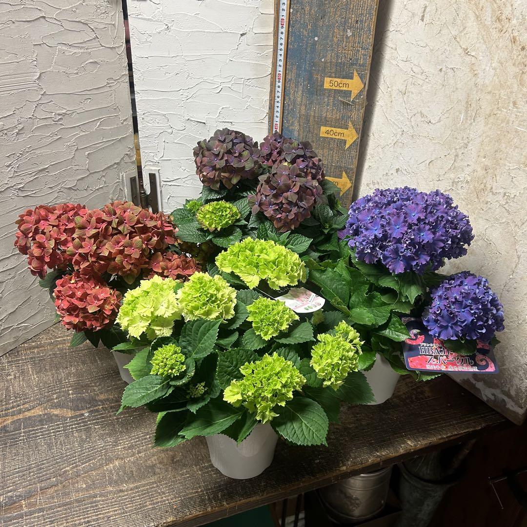 アジサイ 5寸4種4鉢 紫陽花 （アジサイ 5寸4種8鉢 紫陽花）