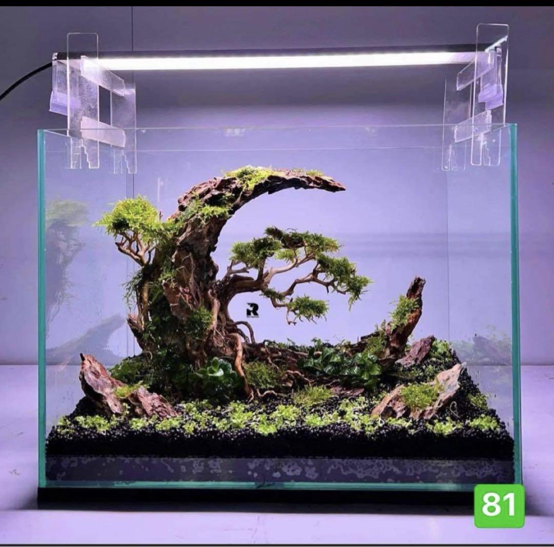 32109 流木　ブランチウッド　アクアリウム タイ産天然流木 ブランチウッド：石・流木 ～神畑養魚株式会社～