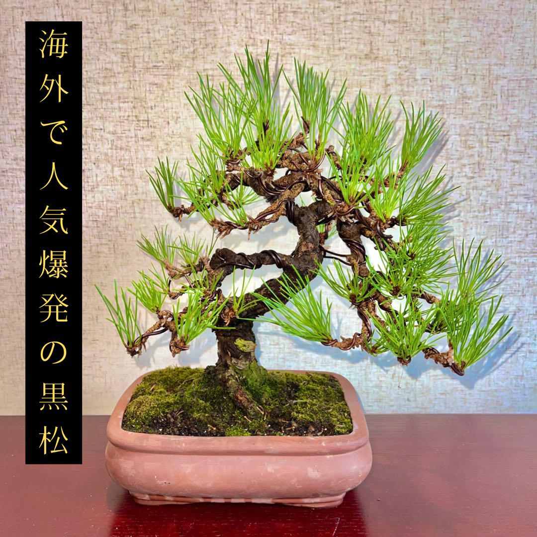 海外人気で品薄状態】希少な良型黒松 早い者勝ち 黒松 盆栽 レア