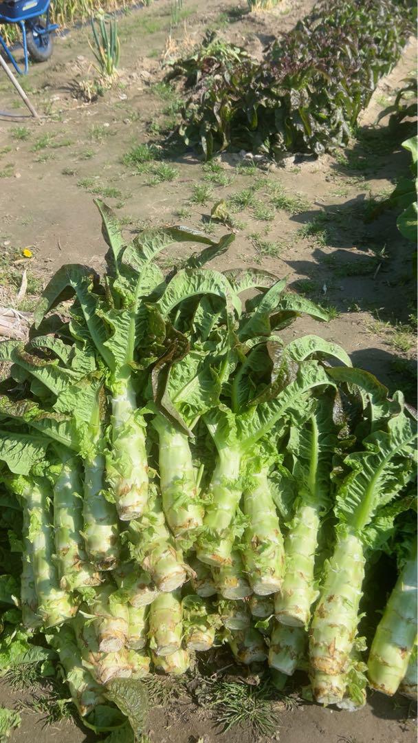 新鮮な新鮮莴笋18根5.5kg～～ステムレタス （茎レタス）中国野菜