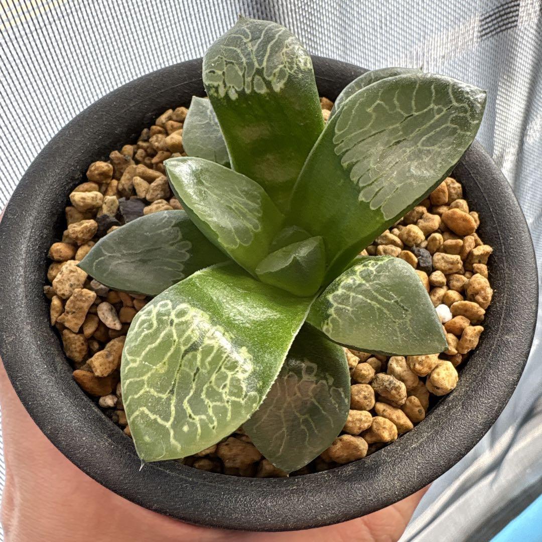 パク♡ニオイヒバ　抜き苗 4368 「球根植物」ブーファン ディスティチャ 抜き苗【最新到着