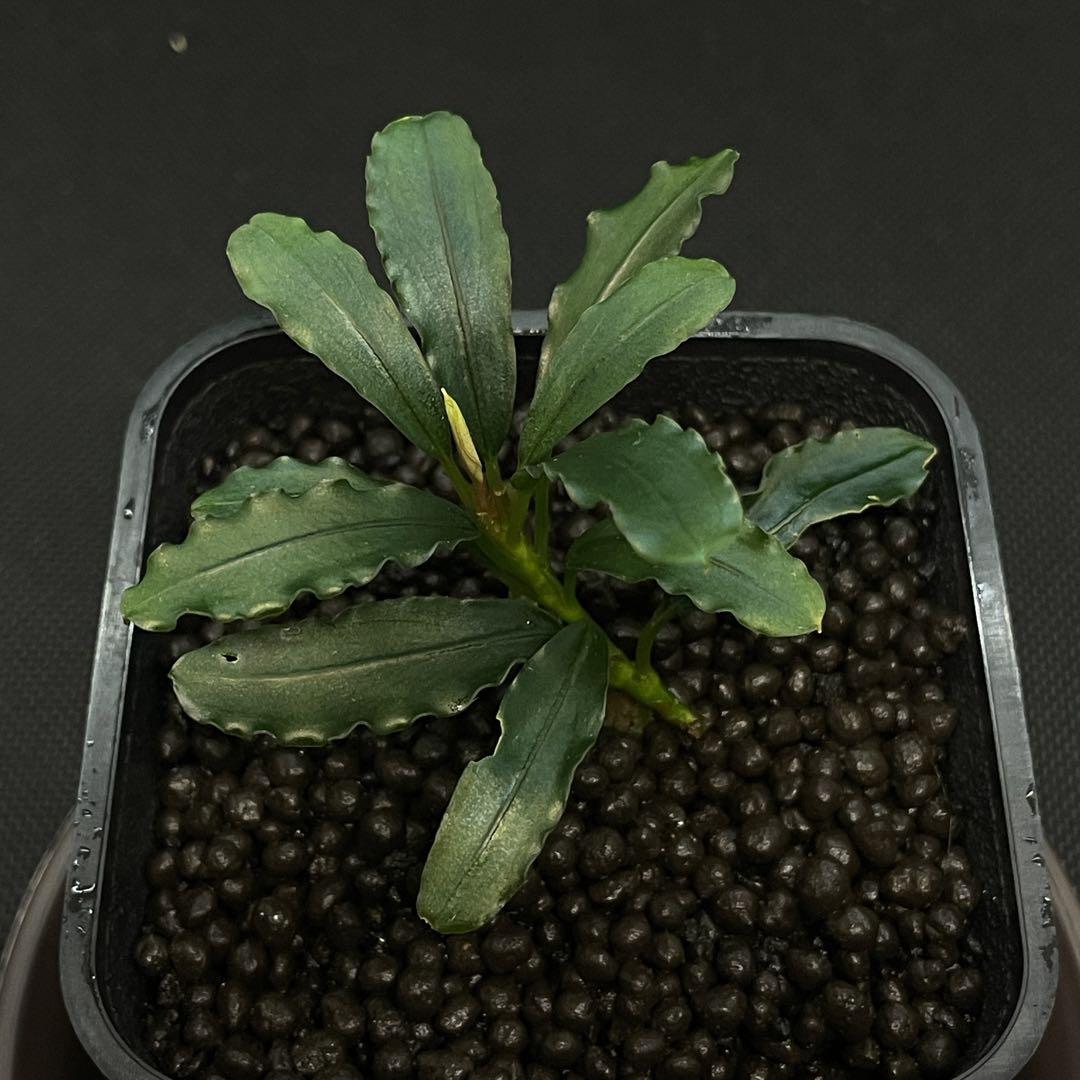 ブセファランドラ/Bucephalandra sp.Pakak 1 [MF便
