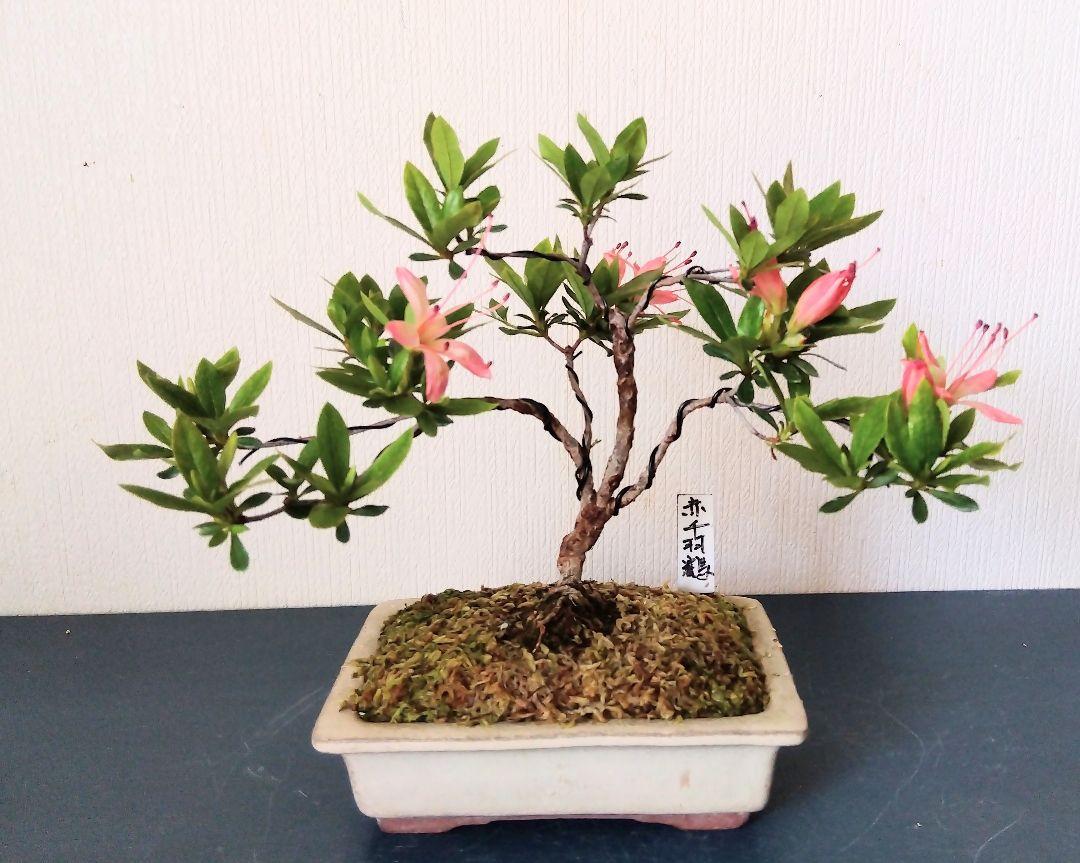 スコッティさま　専用ページ　花梨盆栽 スコッティさま 専用ページ 花梨盆栽