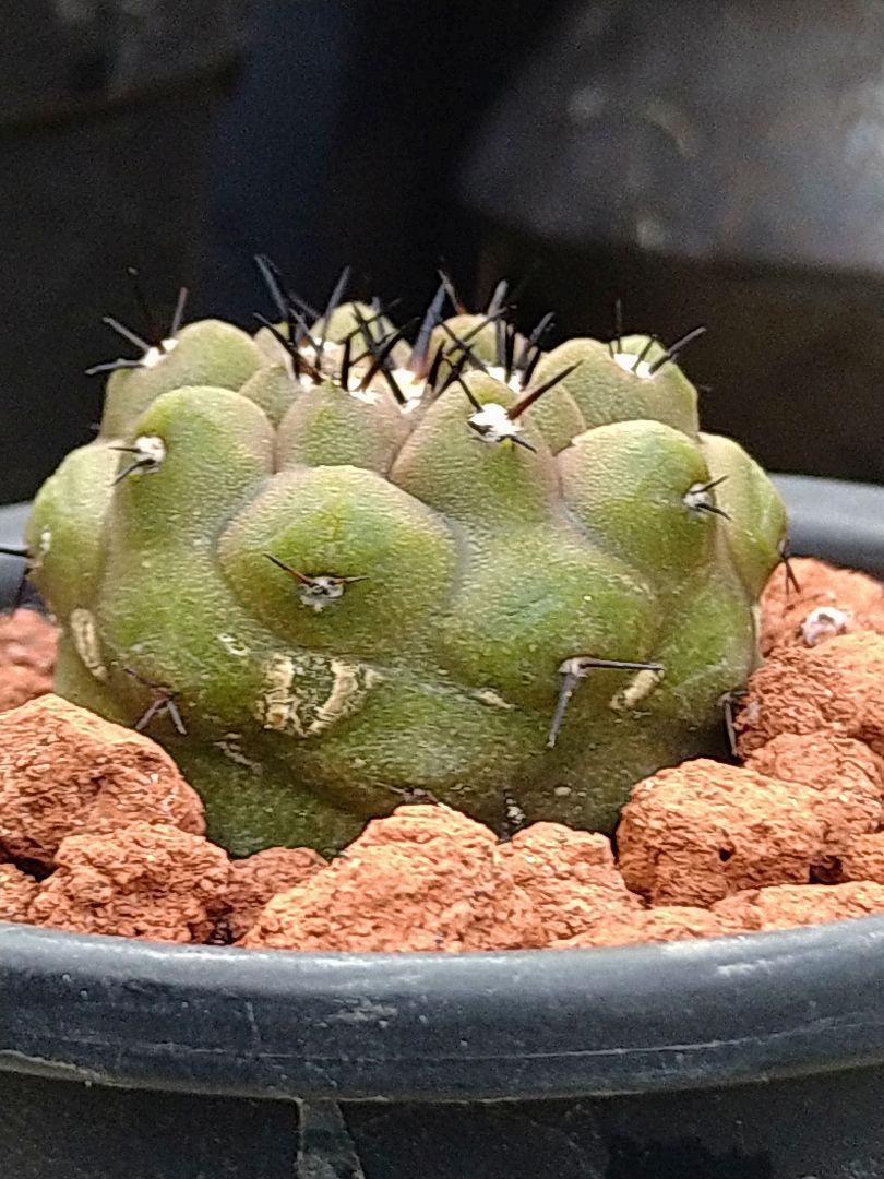コピアポア 黒王丸短刺 実生 鉢植えメルカリ便発送 （新品】短刺
