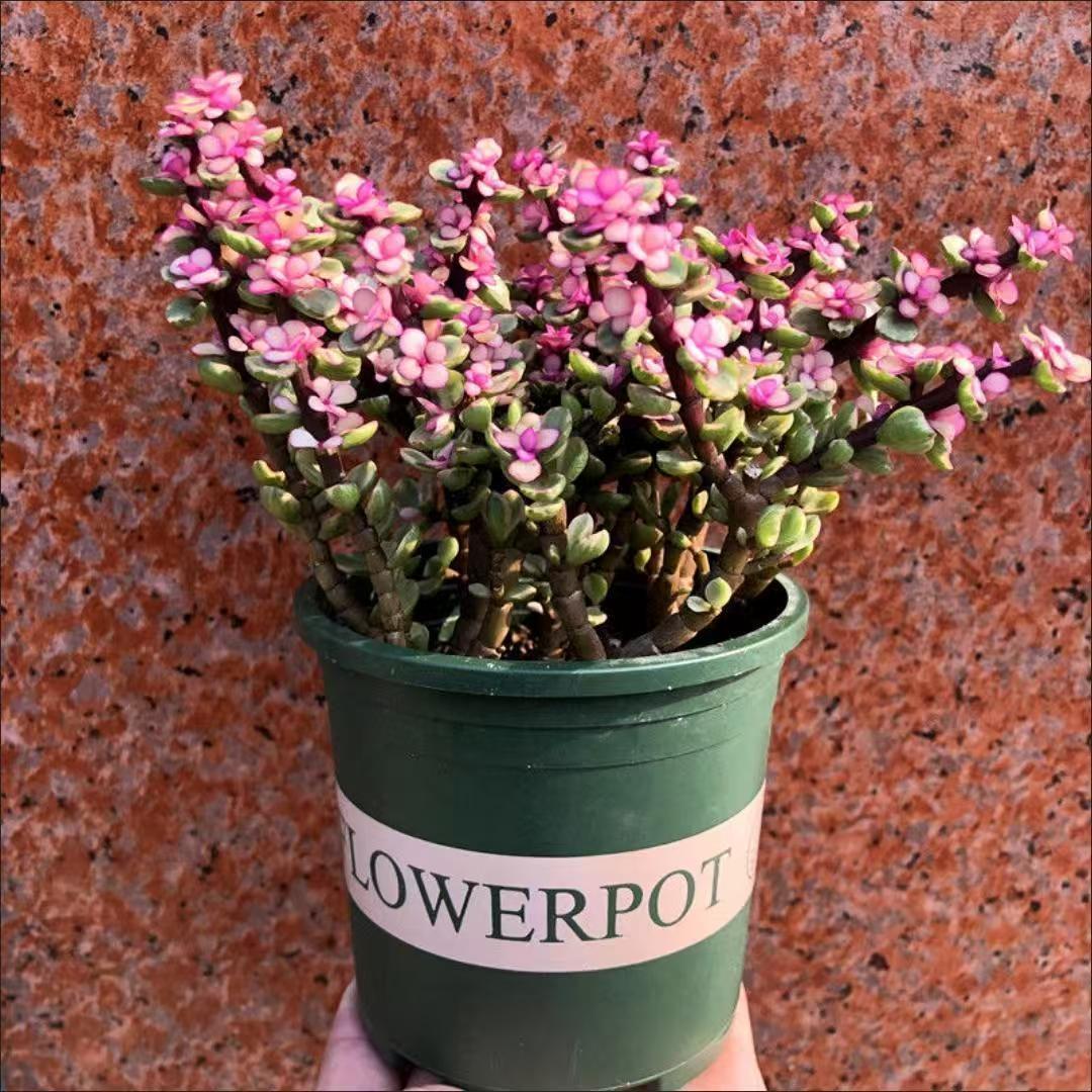 多肉植物 ピンク花 中型盆栽 多肉植物 ピンクの花 盆栽（多肉植物が花の蕾を伸ばし始めて の