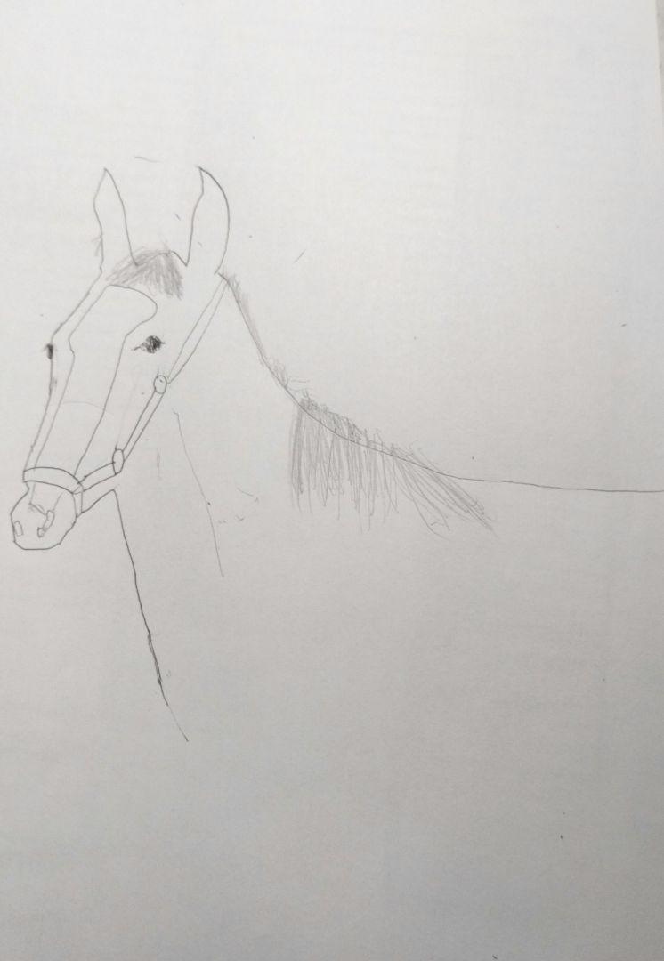 友人が書いた馬の頭部の色鉛筆イラスト 友人が書いた馬の頭部の色鉛筆イラスト 頭絡