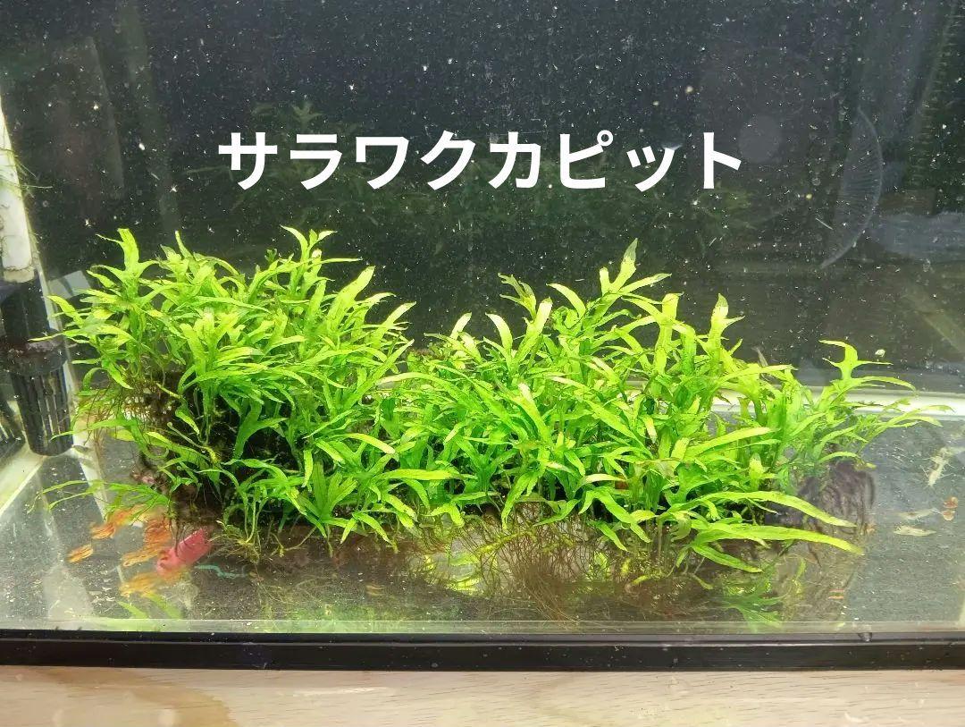 大株　ミクロソリウムsp.サラワクカピット流木活着② 希少ミクロソリウムsp.サラワクカピットウエスト6株60葉以上の大