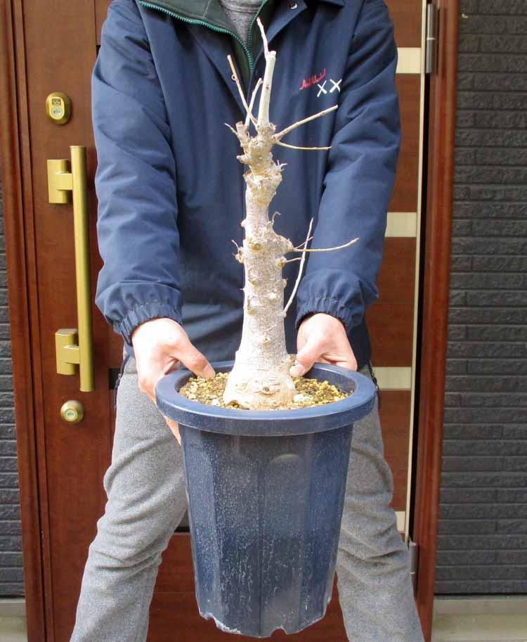 現品】発根済 大株 バオバブの木 バオバブ・ディギタータ 7号鉢